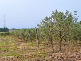 Quinta agrícola de produção de azeite...