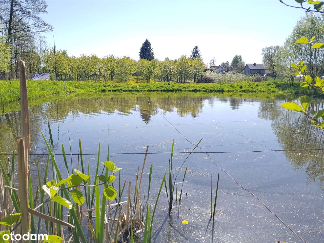 Okazja! DOM Siedlisko Budynki Gosp SAD Staw ok 1h-11