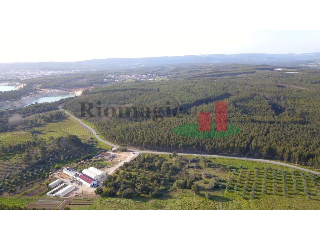 Terreno Rústico em Rio Maior - Grande imagem: 5/14