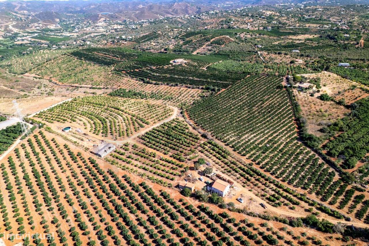 Terreno agrícola em Silves com 8,4 hectares e 3.200 abacateiros em ple - Grande imagem: 5/18