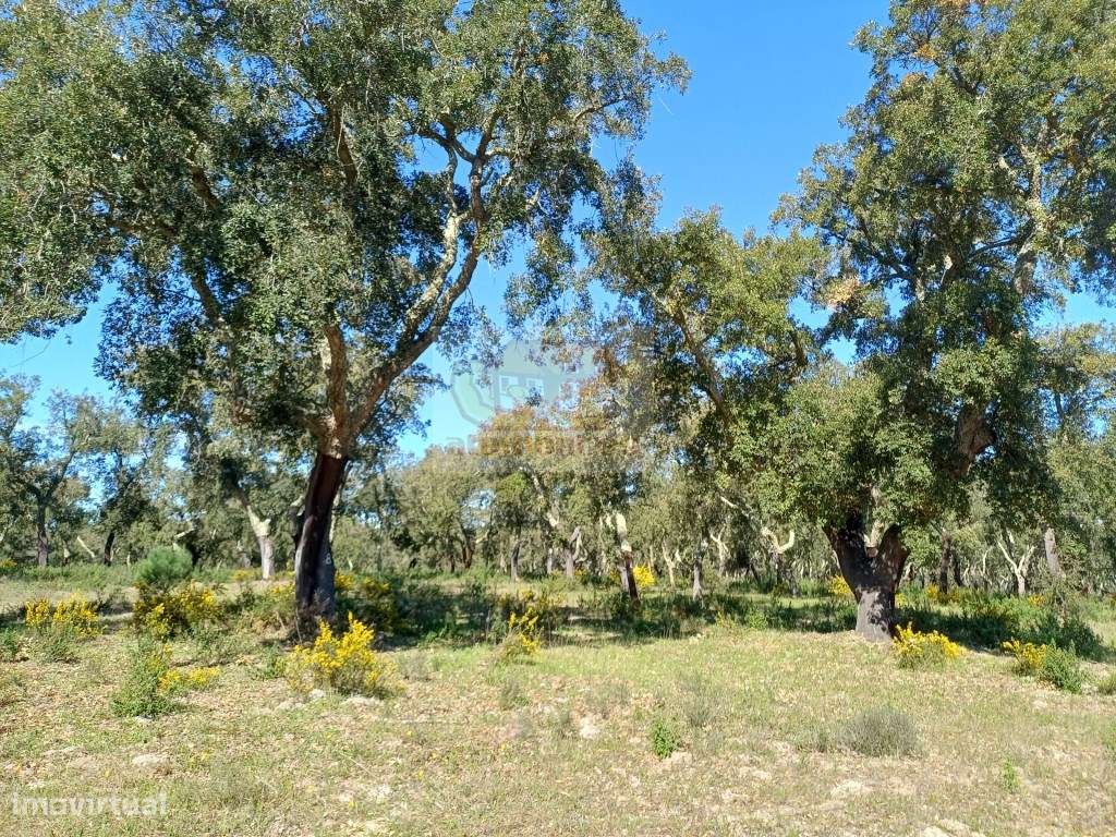 Herdade com ruínas e cortiça de excelência a 10 minutos das praias!-10