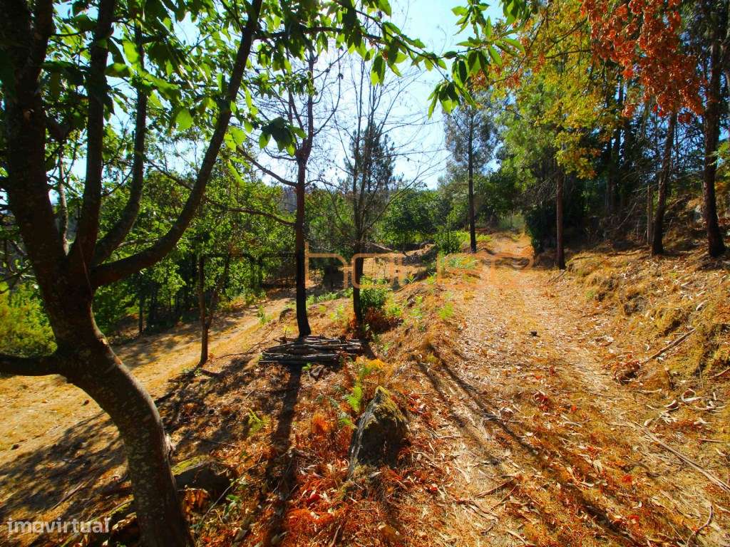 Quinta de 2ha com vista panorâmica - Freigil-19