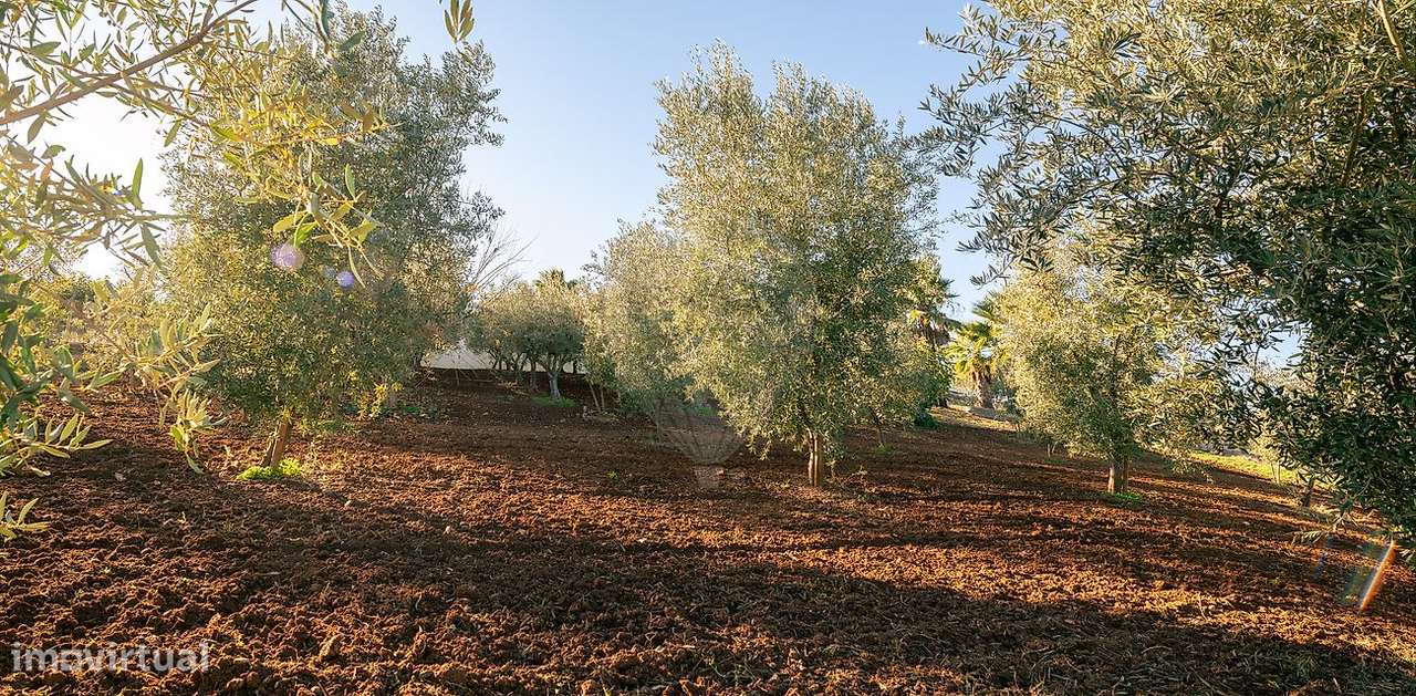 Quinta T10 para venda-47