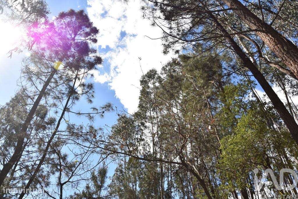 Terreno em Rio de Couros e Casal dos Bernardos de 7590,00 m2 - Grande imagem: 4/29