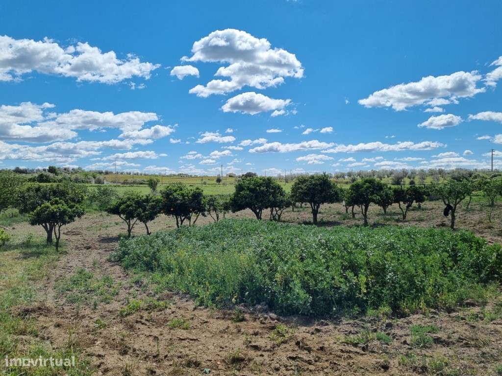 Quintinha com 2,5 ha, próxima de Redondo - Grande imagem: 4/13