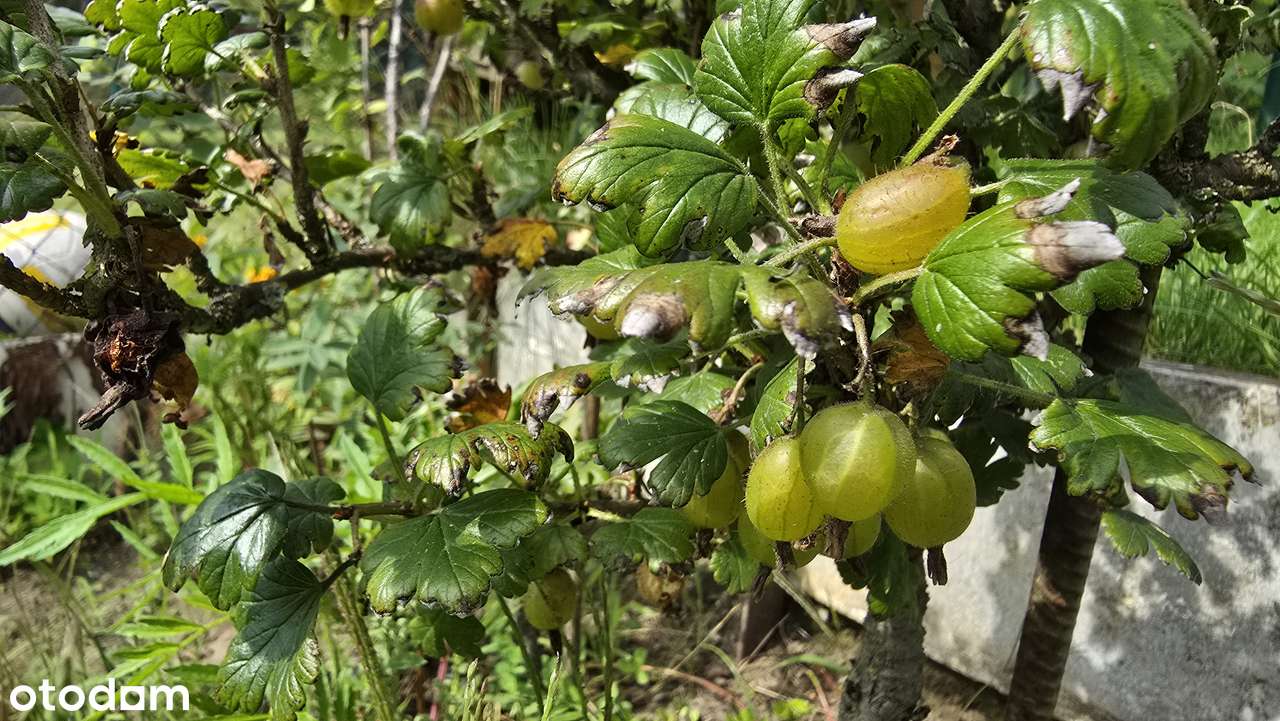 Nowoczesne 2-pokojowe, opcjonalnie garaż i ogródek-11