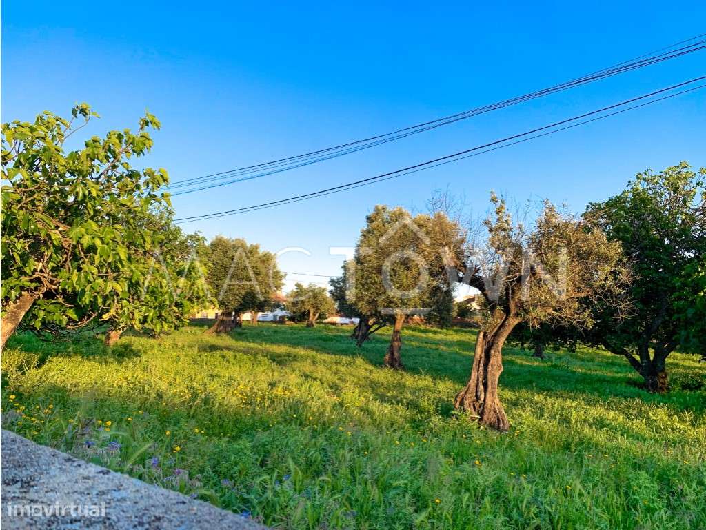 Imóvel Estratégico em Alcanena para Projeto Empresarial ou Residencial-9