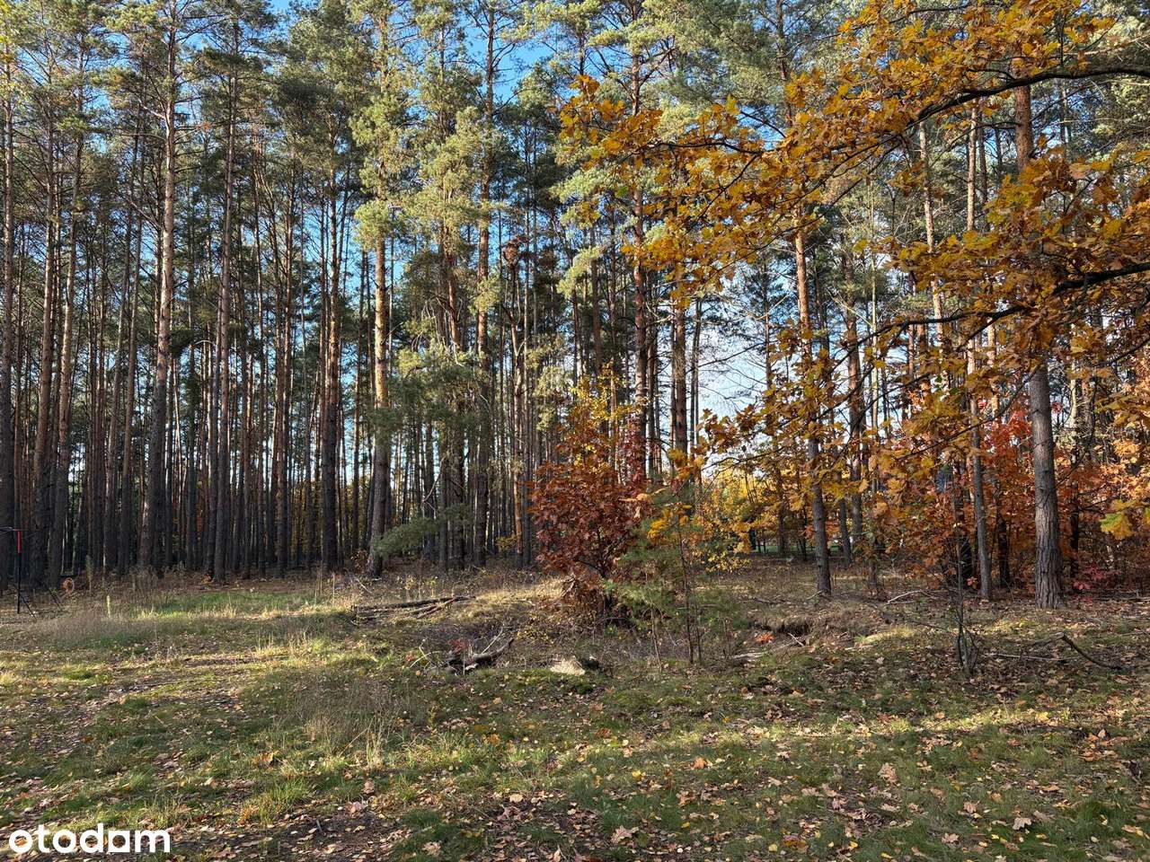 Wyjątkowa leśna działka z prawem do zabudowy - Pełny obrazek: 2/9
