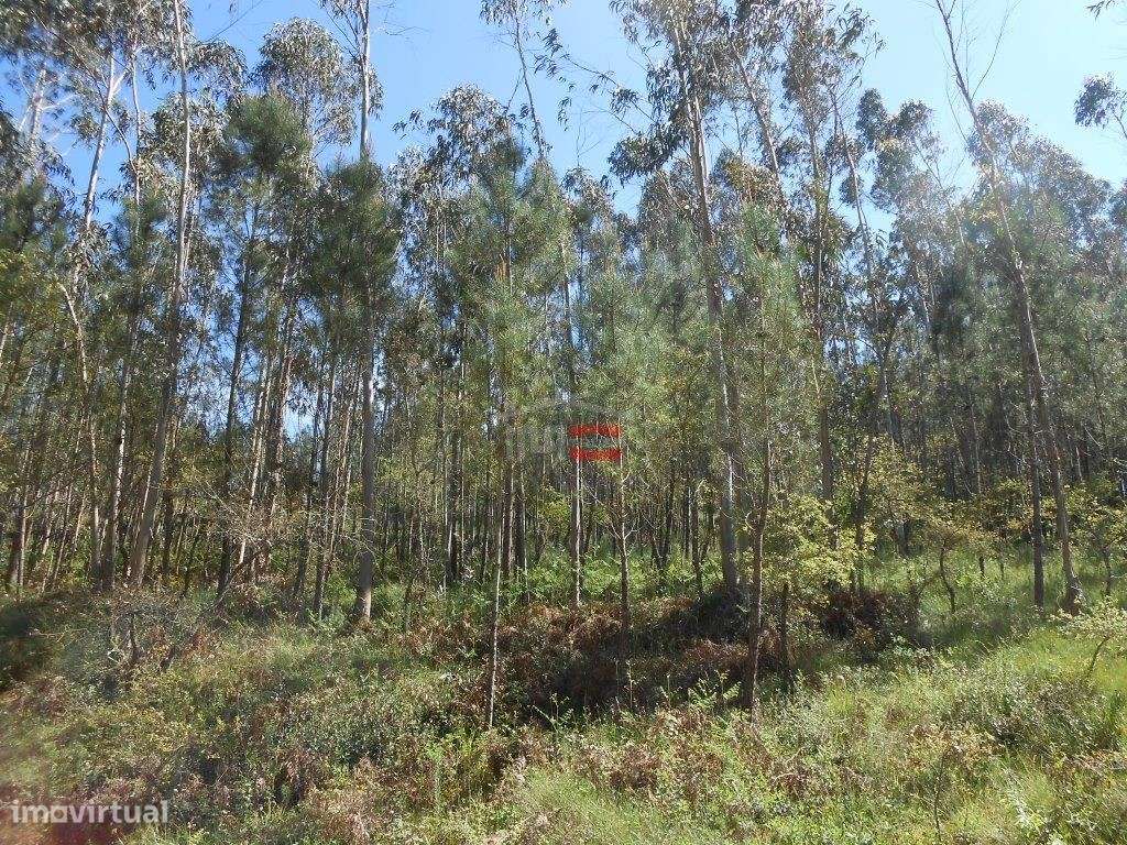 Terreno Rústico com madeira - Grande imagem: 4/19