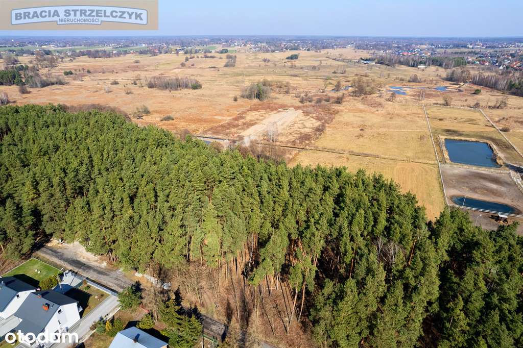 Działka z lasem pod Warszawą - Pełny obrazek: 4/15