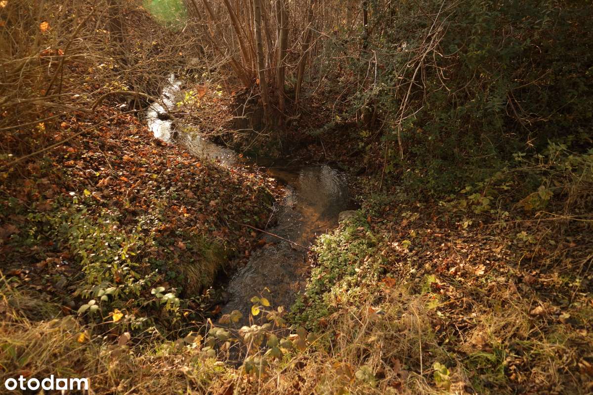 Czerwonak 1,5 ha działka siedliskowa - okazja-6