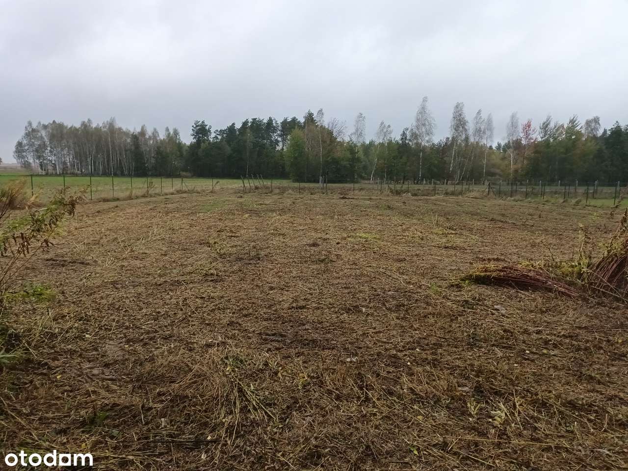 Malownicza działka pod lasem - Pełny obrazek: 4/10