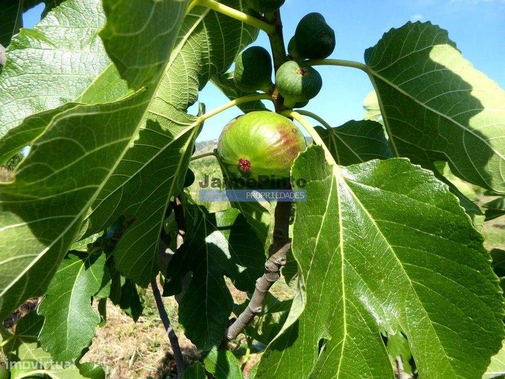 150.000m2 com Figueiras Biológicas, em Trás-os-Montes. Portugal, Mi... - Grande imagem: 1/9
