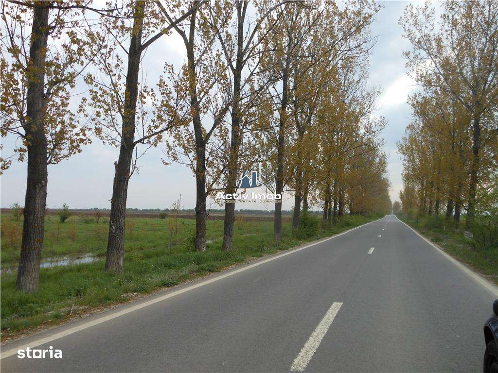 teren intravilan,  5000mp, Ciolpani - accept schimb - Imagine principală: 5/6