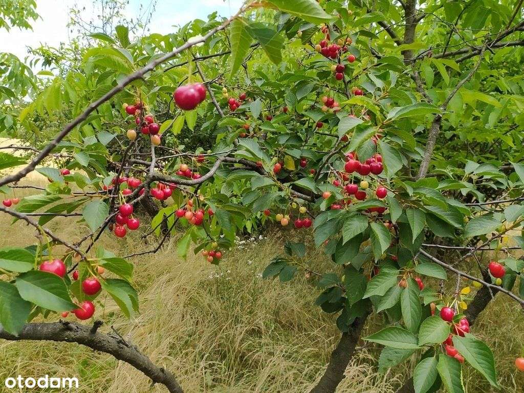 Sad Owocowy - Pełny obrazek: 4/8