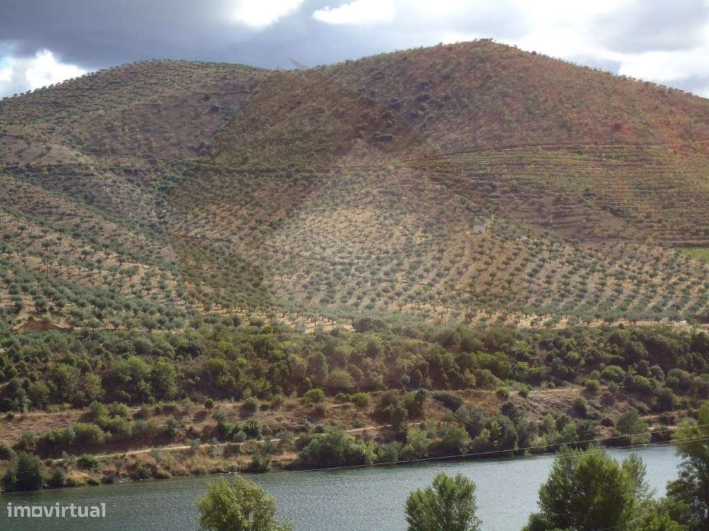 QUINTA COM VINHA - FIGUEIRA DE CASTELO RODRIGO - Grande imagem: 5/19