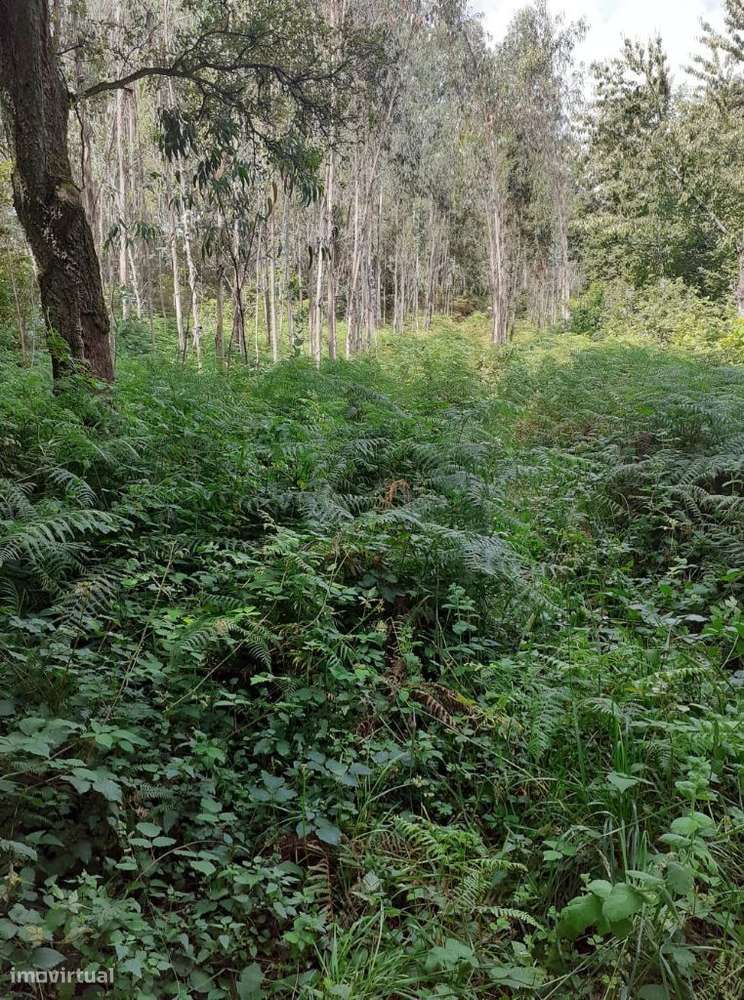 Vende-se terreno em Lobão - Grande imagem: 3/16