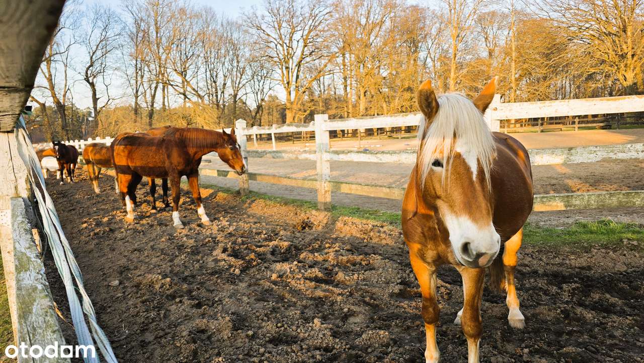 Działka budowlana blisko mmorza-8
