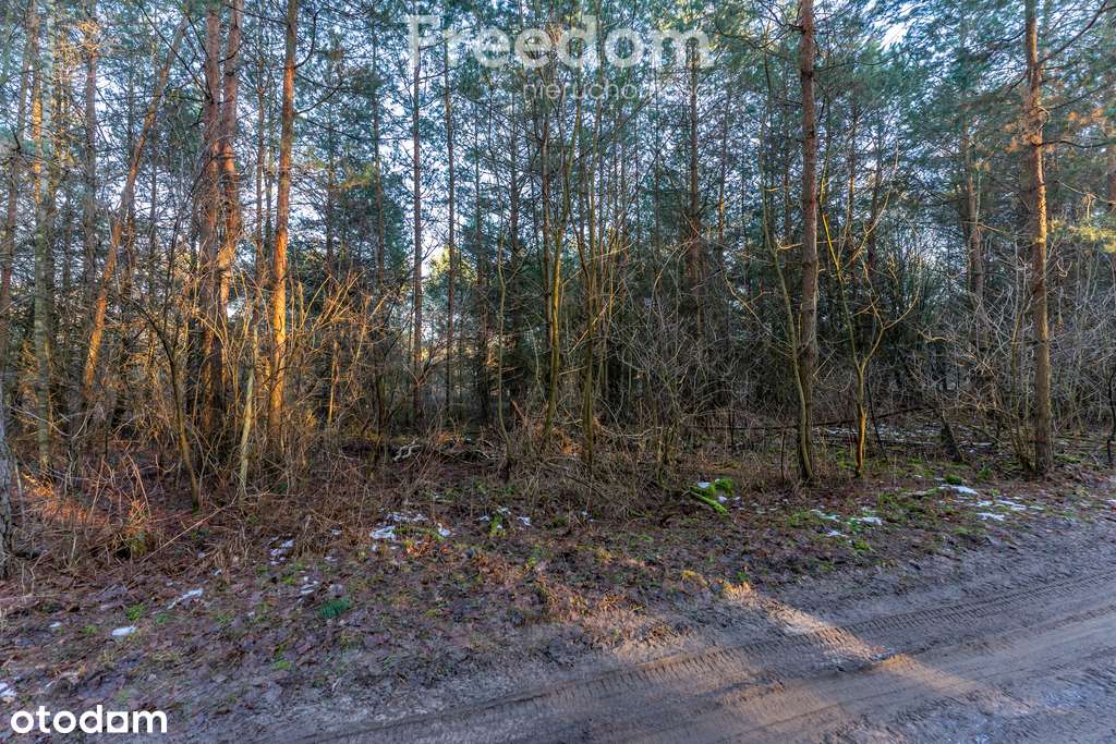 Działka leśny azyl blisko Tarczyna - Pełny obrazek: 5/14
