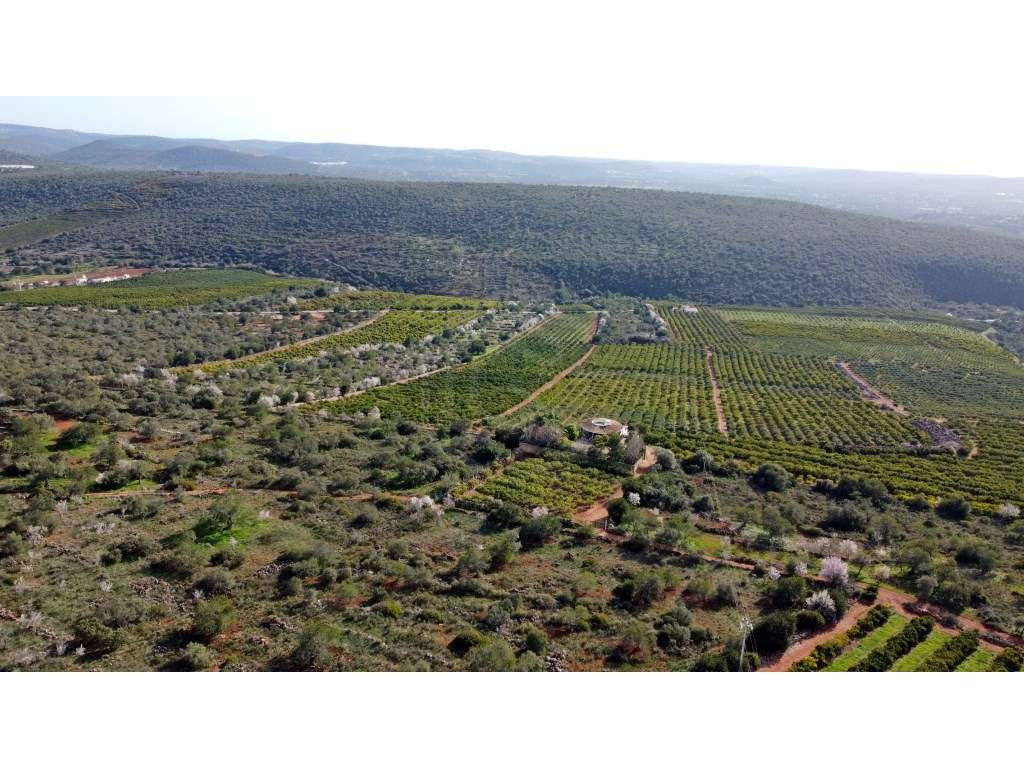 Pomar de citrinos em Produção com 80 hectares, Alte, Algarve - Grande imagem: 4/60