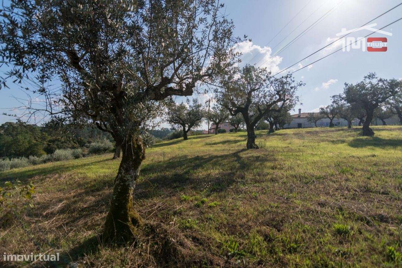 TERRENO DE CULTURA COM OLIVEIRAS EM SOBRAL DA GRANJA - Grande imagem: 5/8