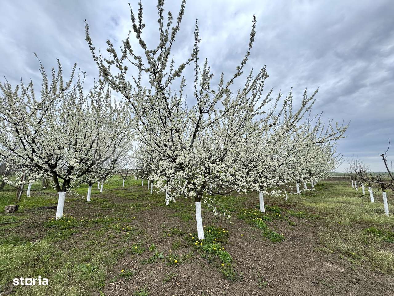 Livada+gradina, teren intravilan 2902mp, Damienesti-Bacau, comision 0 - Imagine principală: 2/16