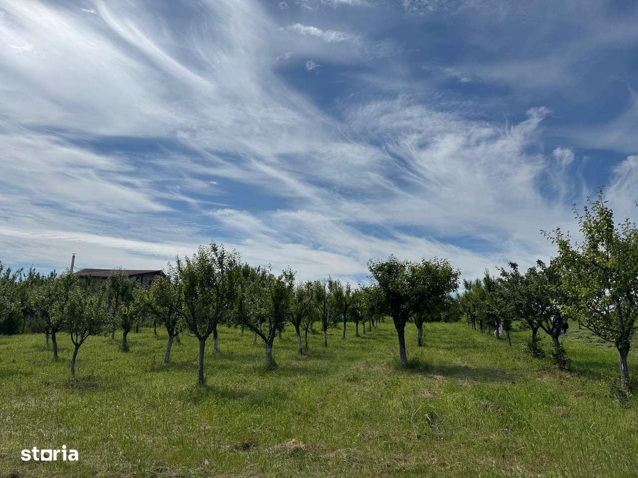 PROPRIETAR intravilan 11.000 mp -Viile Satu Mare | utilitati si CF - Imagine principală: 4/10