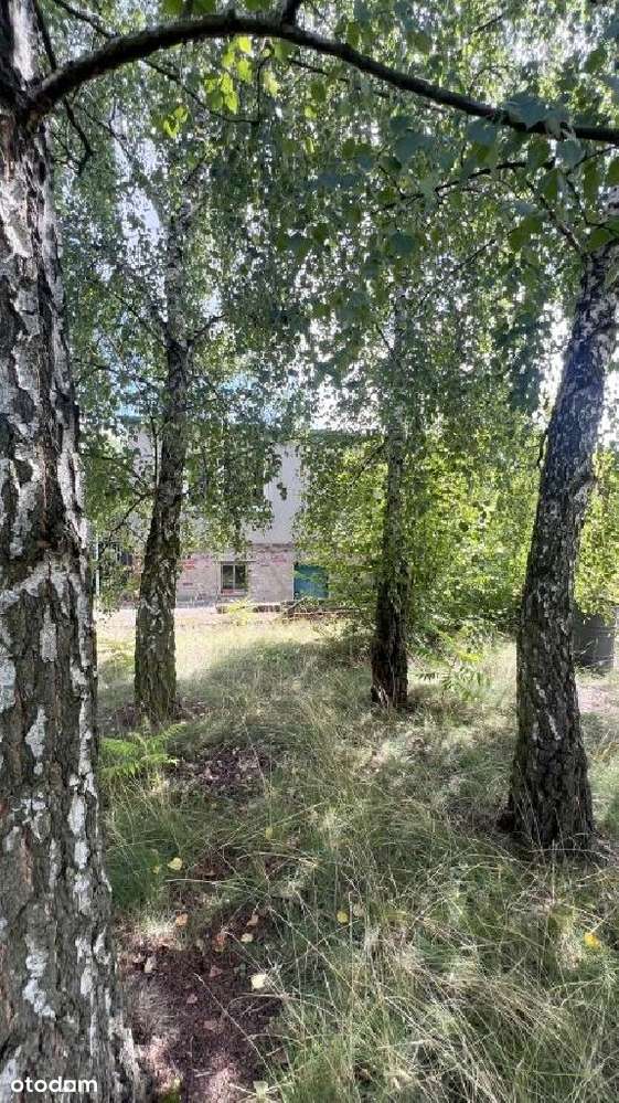 Wrzosy blisko lasu duża działka z domem do remontu - Pełny obrazek: 5/12