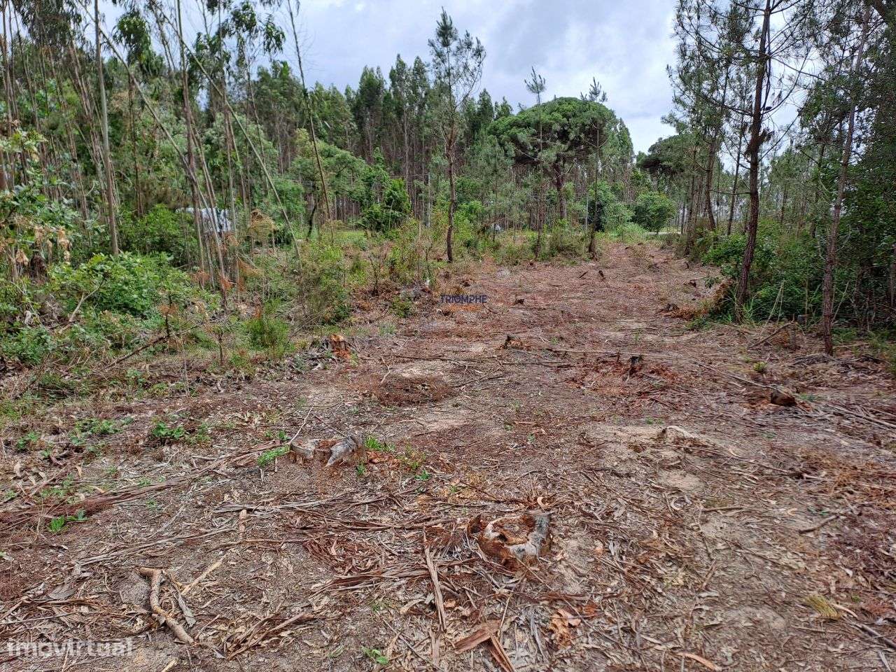 Terreno viabilidade construção Hotel Rural São Martinho do Porto - Grande imagem: 5/14