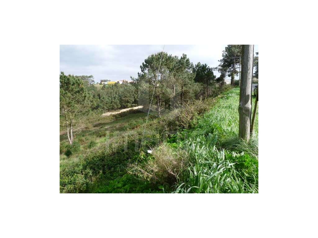 Terreno rústico na Ericeira - Grande imagem: 5/5