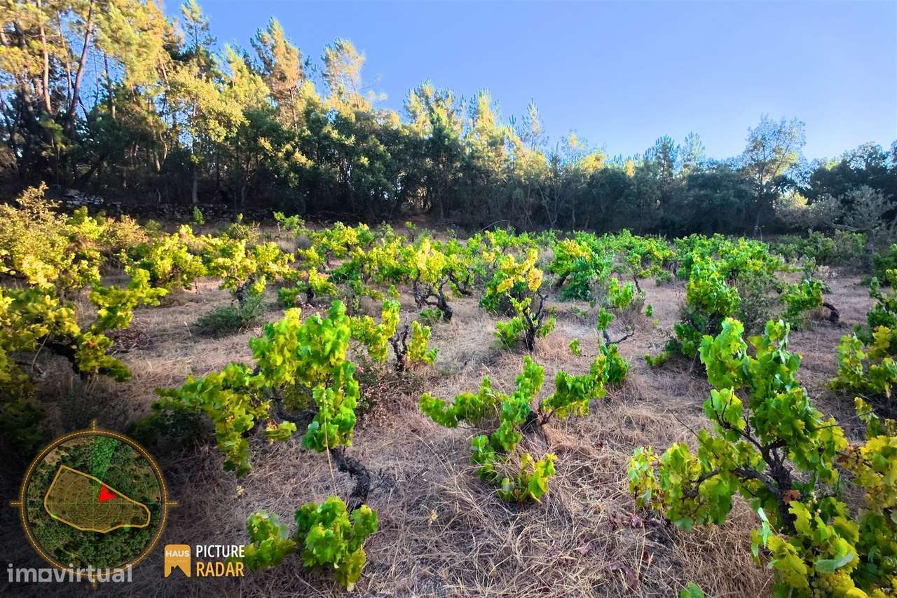 Terreno com Vinha e Poço em Granito | Salgueiro do Campo-9