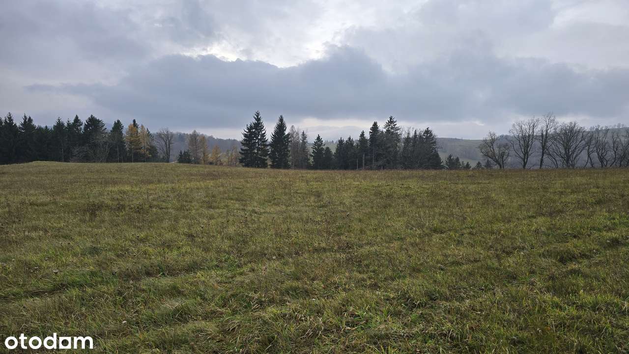 Działka 10.000 m² w malowniczej okolicy - Zagórze Śląskie - MPZP 1MN - Pełny obrazek: 4/7