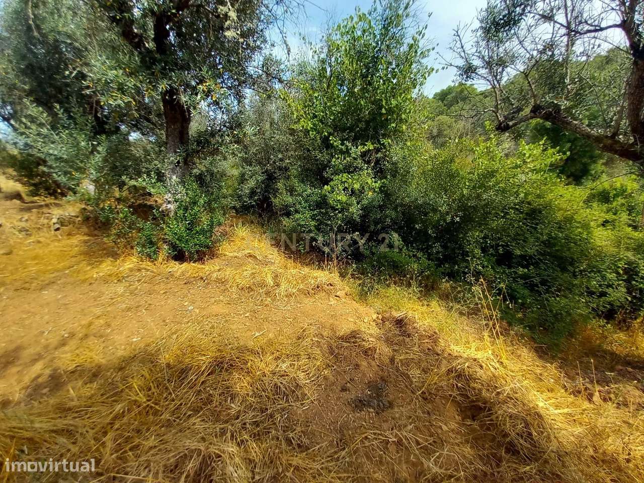 Terreno Rústico 520m2 Palvarinho - Grande imagem: 3/9