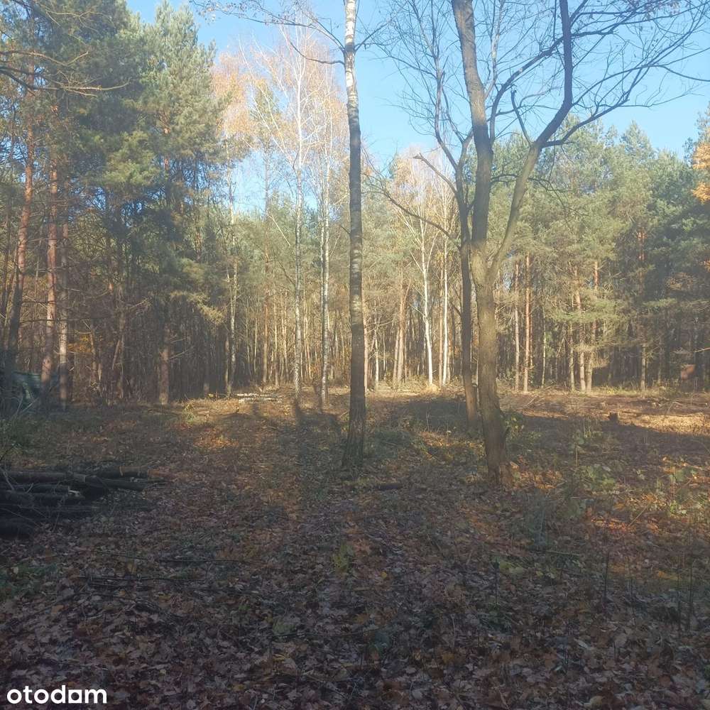 Budowlana / Otoczenie Las - Pełny obrazek: 4/8