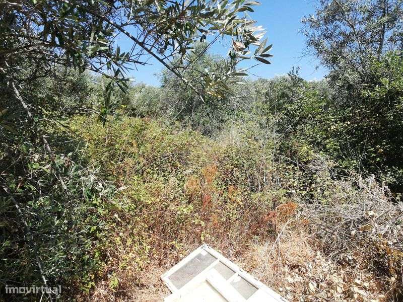 "Terreno Rústico à Venda – Tomar, em Santarém" - Grande imagem: 5/12