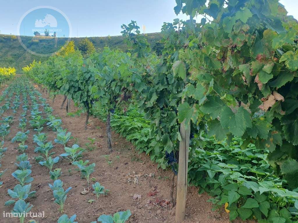 Quintinha à venda- Arco de Baúlhe-22