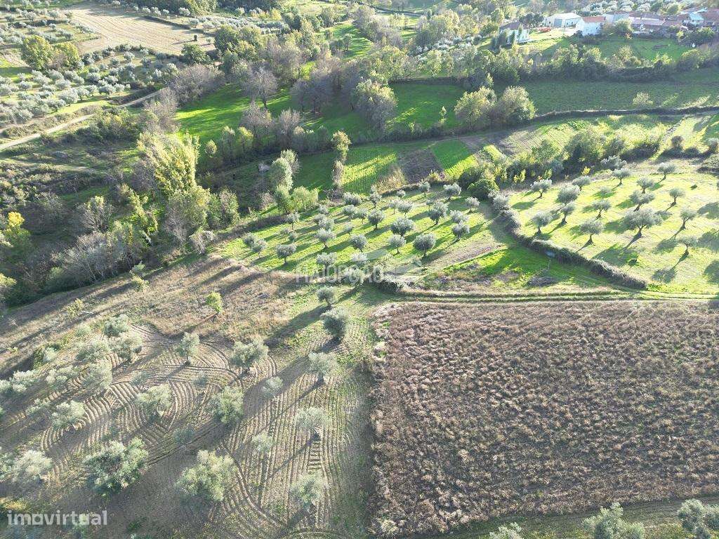 Terreno Agrícola em Grijó de Parada - Grande imagem: 4/10
