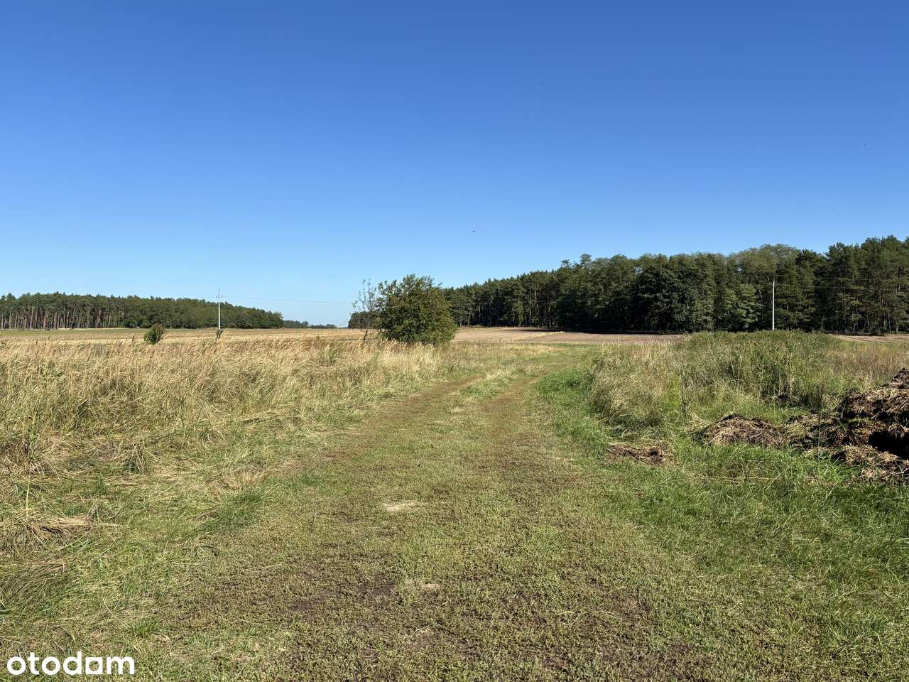 Działka leśna 2,35 ha, Kaszczor, pow. wolsztyński-10