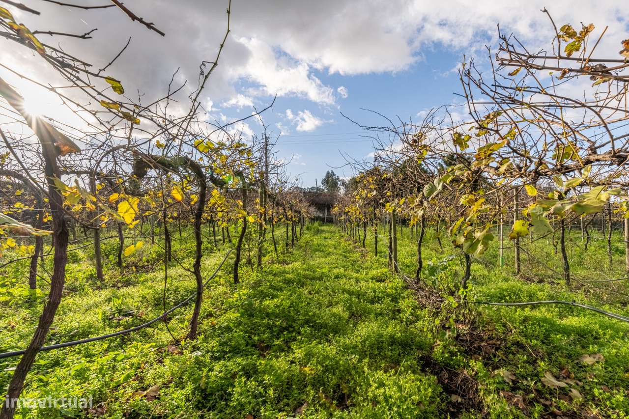 Moradia Senhorial - Felgueiras-34