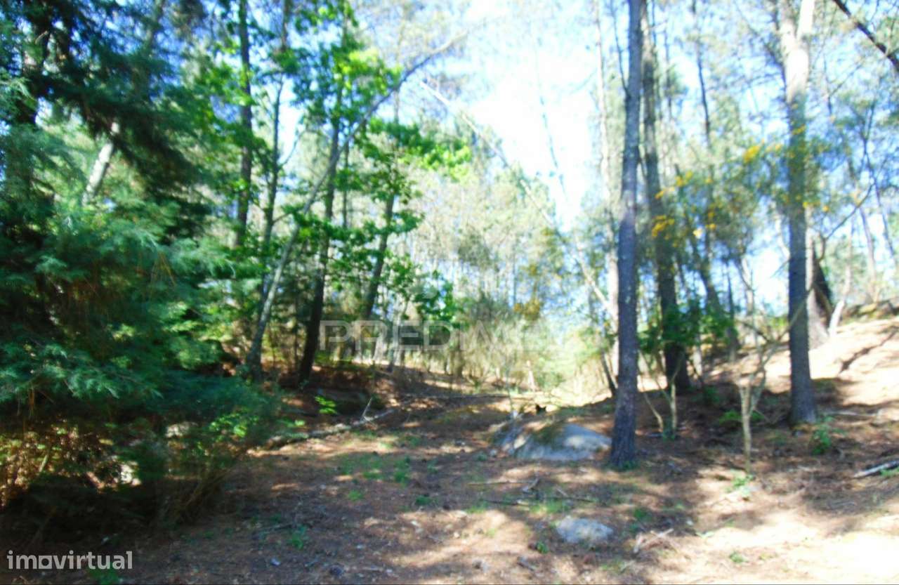 Terreno agrícola c/1,8 ha a 6 kms do centro de Vila Real - Grande imagem: 4/25