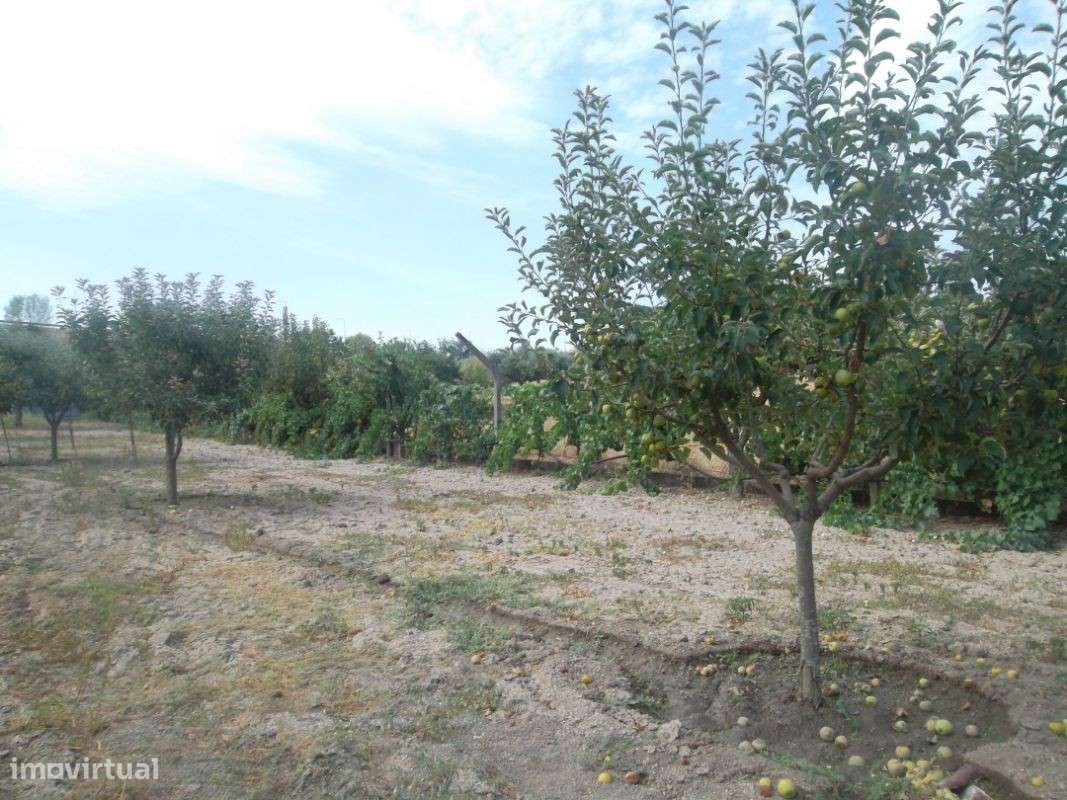 Quinta com grande vivenda em Castelo Branco - Grande imagem: 4/30