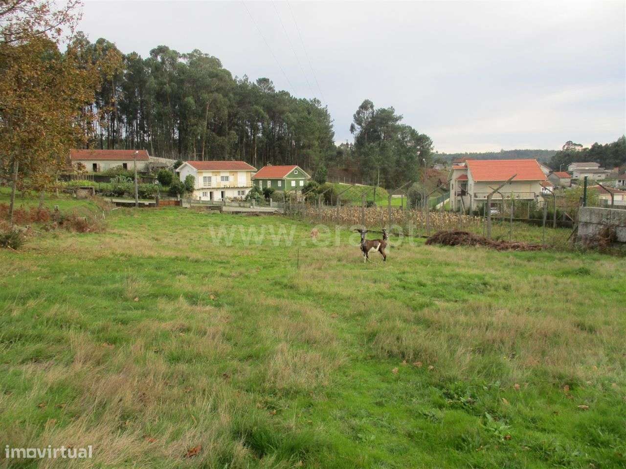 Terreno em Arnozela - Grande imagem: 3/14