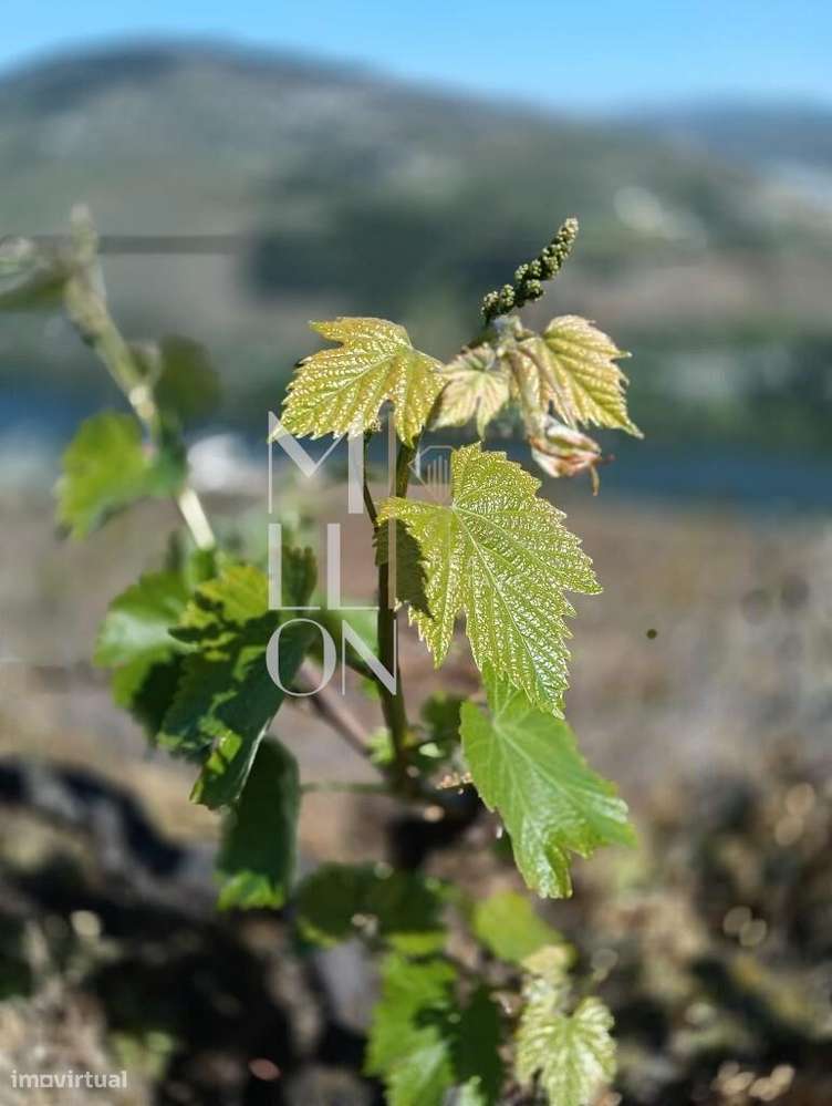 Quinta com 3 hectares e vistas desafogadas para o rio Douro-10