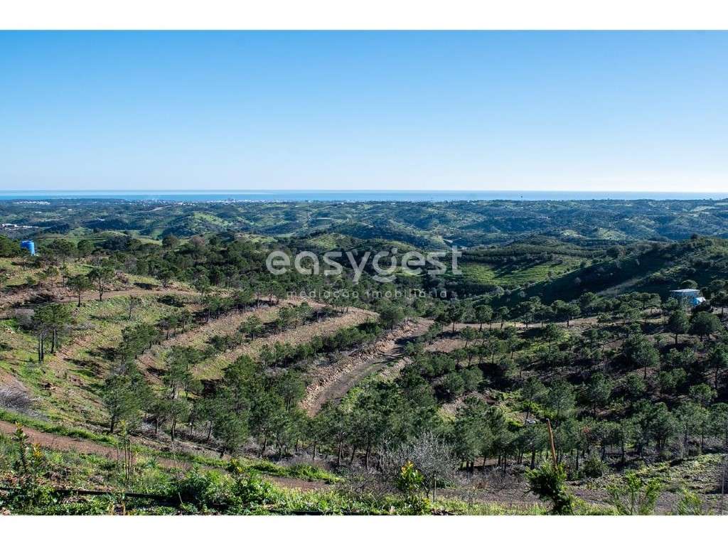 Terreno rústico com 5,6 ha com plantação de pinheiro perto de Cacela - Grande imagem: 2/24