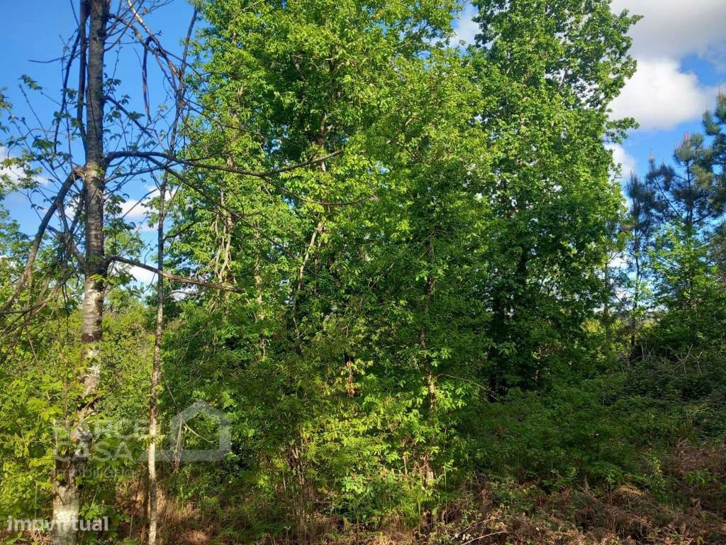 Terreno de construção em Sandiães - Ponte de Lima - Grande imagem: 3/11