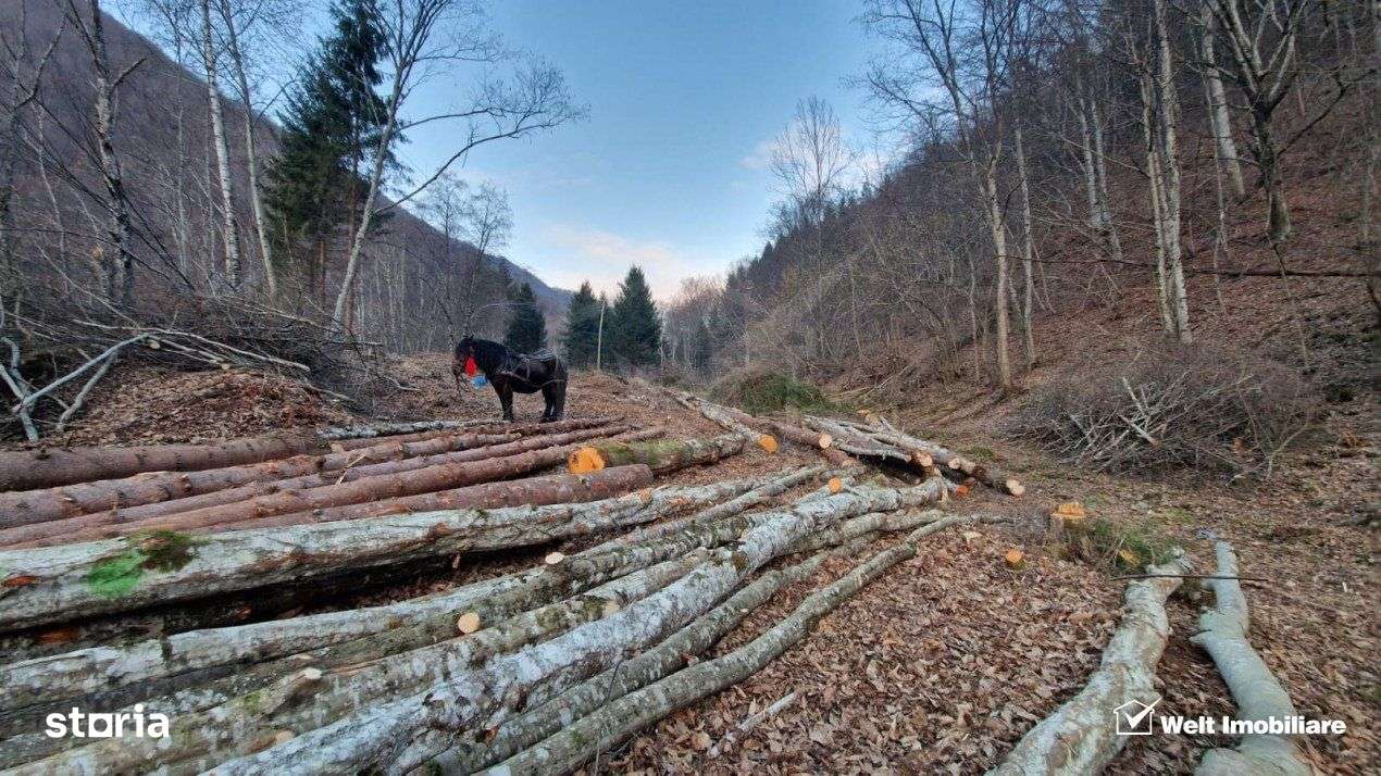 Teren Intravilan de Vanzare – 3279 MP – Coada Lacului Tarnita - Imagine principală: 3/6