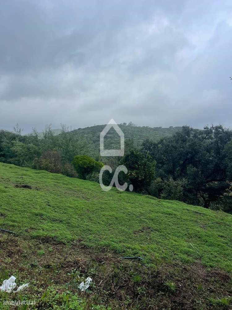 Terreno com poço legalizado e várias árvores de fruto-7