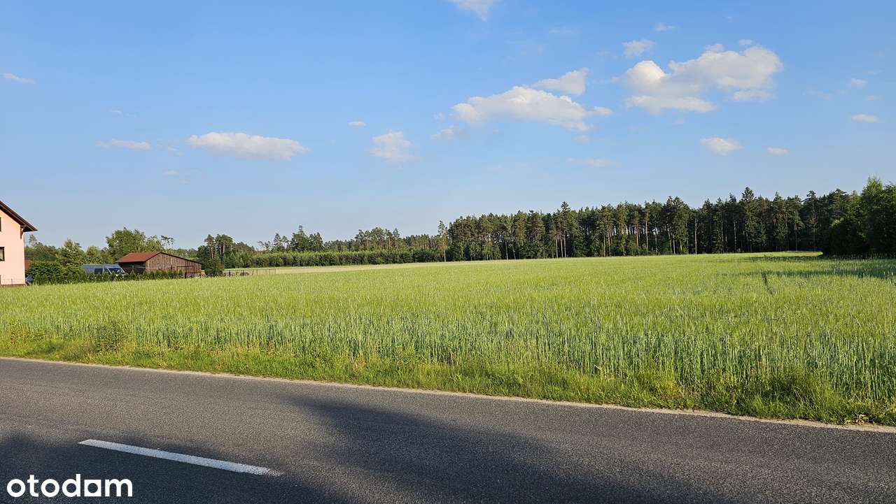 Działki Bory Tucholskie przy lesie, blisko jezior z warunkami zabudowy - Pełny obrazek: 5/8