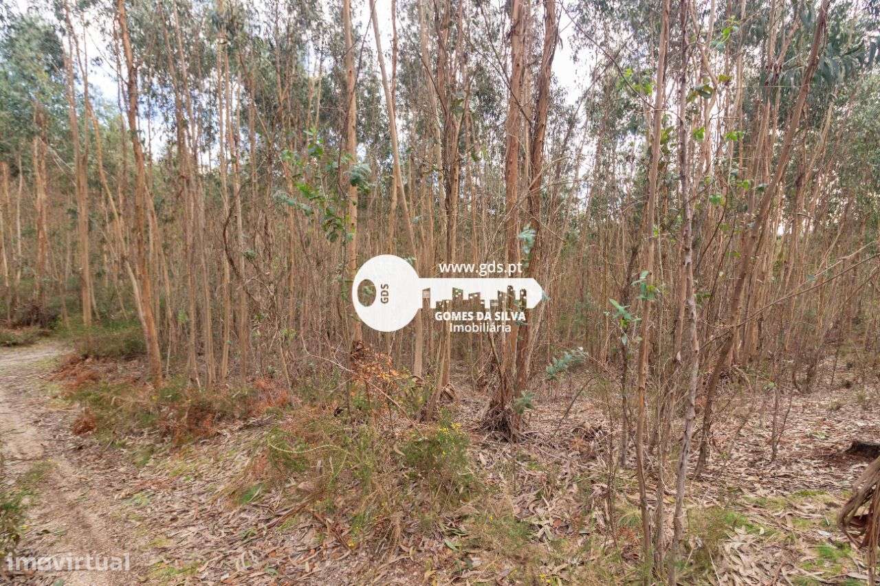 Terreno Rústico à Venda – 6.600m² | Travassos, Morreira, Braga-5