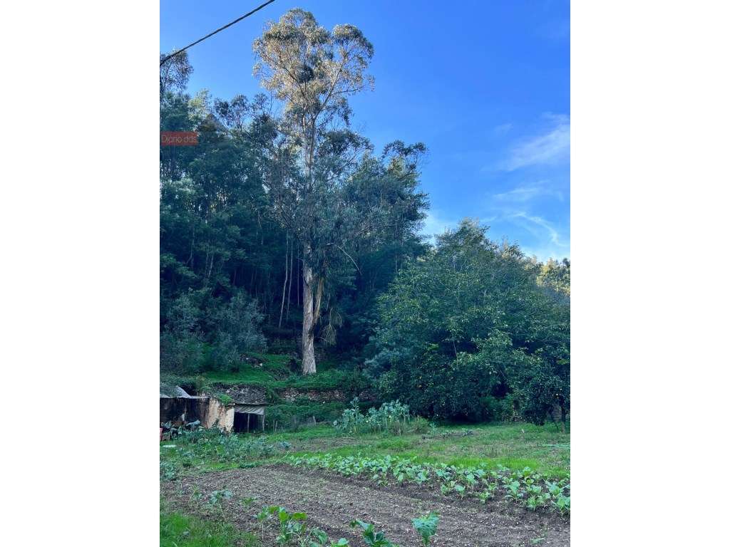 Lagar em Coimbra - Torres do Mondego (Coimbra) Portugal-19